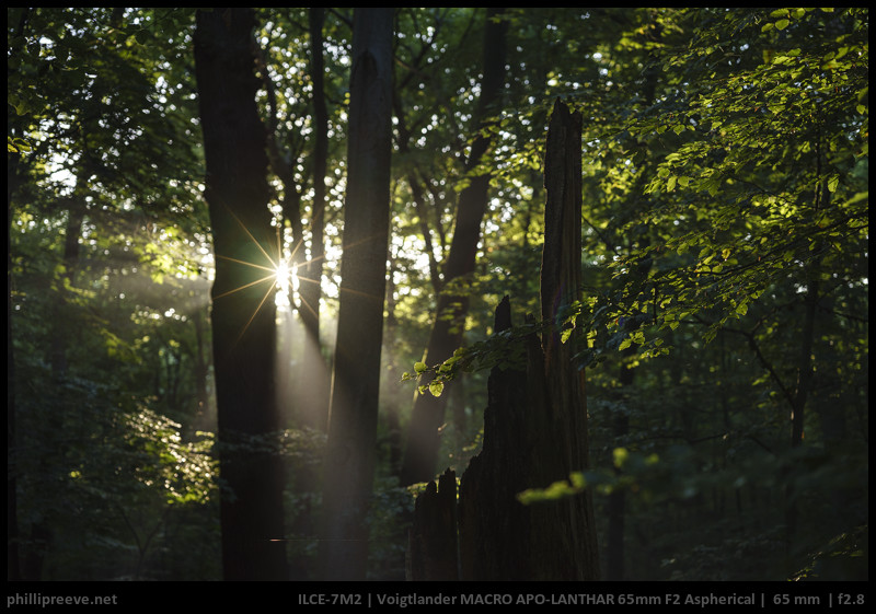 Review: Voigtlander 65 mm F2 Macro APO-Lanthar - phillipreeve.net