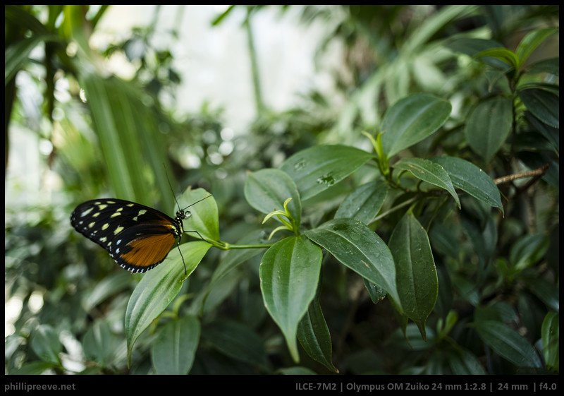 zuiko 24mm 2.8