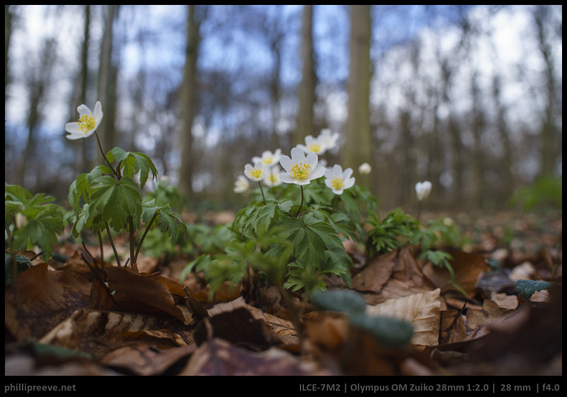 Review: Olympus OM Zuiko 28mm 1:2 - phillipreeve.net