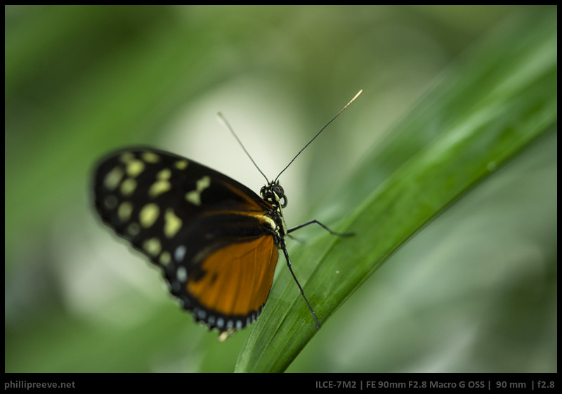 sony 90mm macro fe