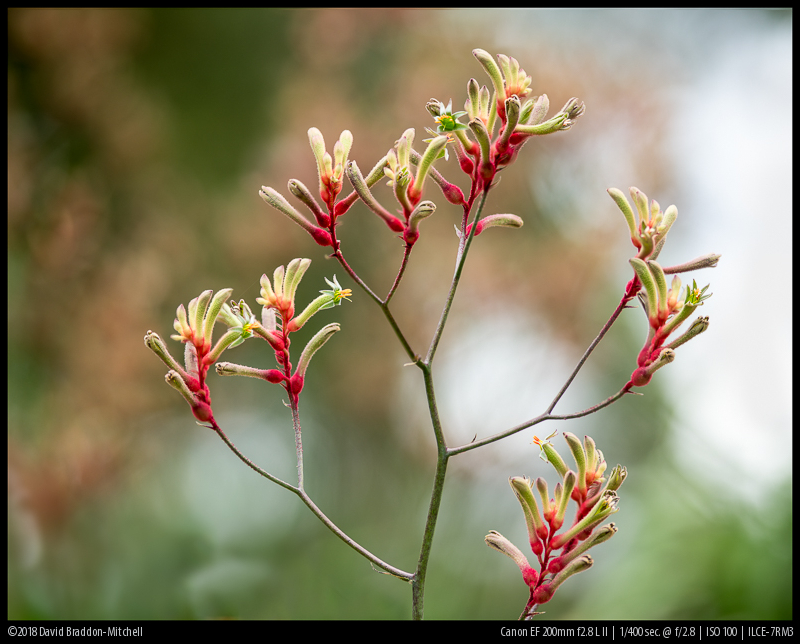 Review: Canon EF 2.8/200 L II on Sony a7rIII - phillipreeve.net