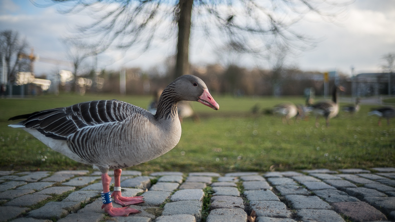 Review: Voigtlander 35mm 1.4 Nokton E Classic - phillipreeve.net