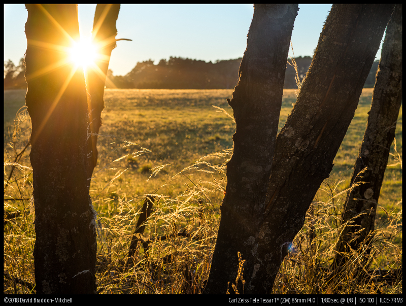 pro tessar 85mm f4