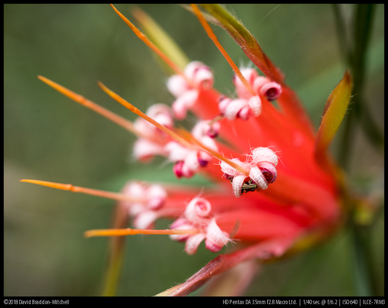 pentax da 35mm f2 8 macro