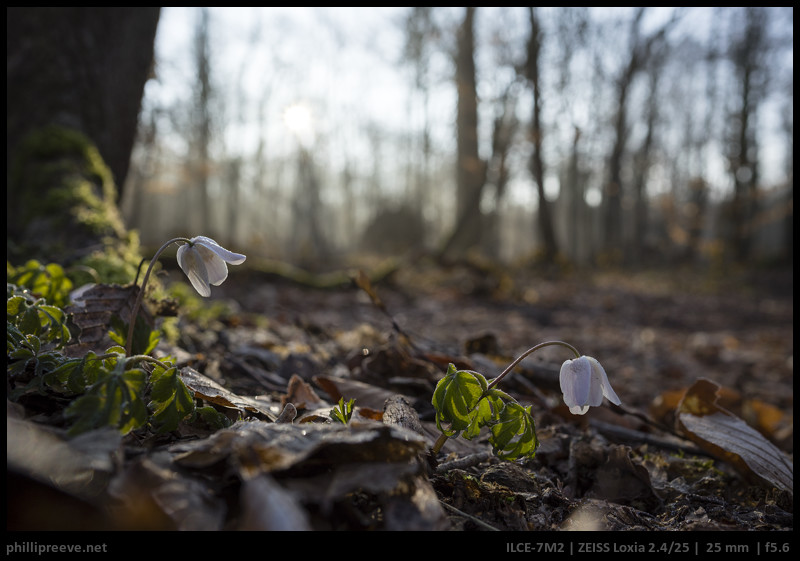 Review: Zeiss Loxia 2.4/25 - phillipreeve.net