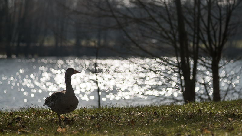 leica apo telyt 135mm 3.4 m m-mount review sony a7rii 42mp wetzlar leitz vignetting