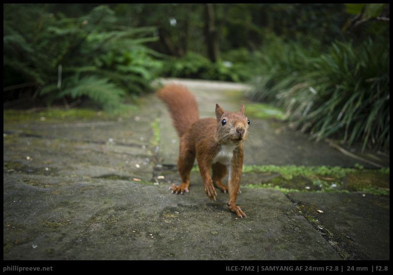 Review: Samyang AF 24mm f/2.8 FE - Small lens, big compromise