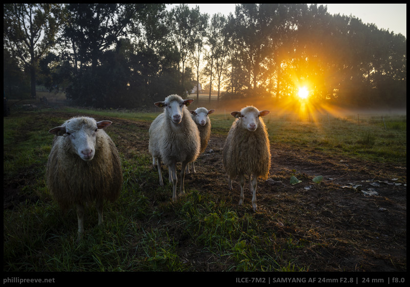 Review: Samyang AF 24mm f/2.8 FE - Small lens, big compromise ...