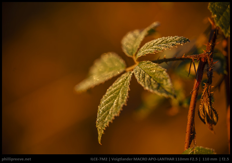 Voigtlander_110mmf2p5_APO_Lanthar_Macro_Review-19 - phillipreeve.net