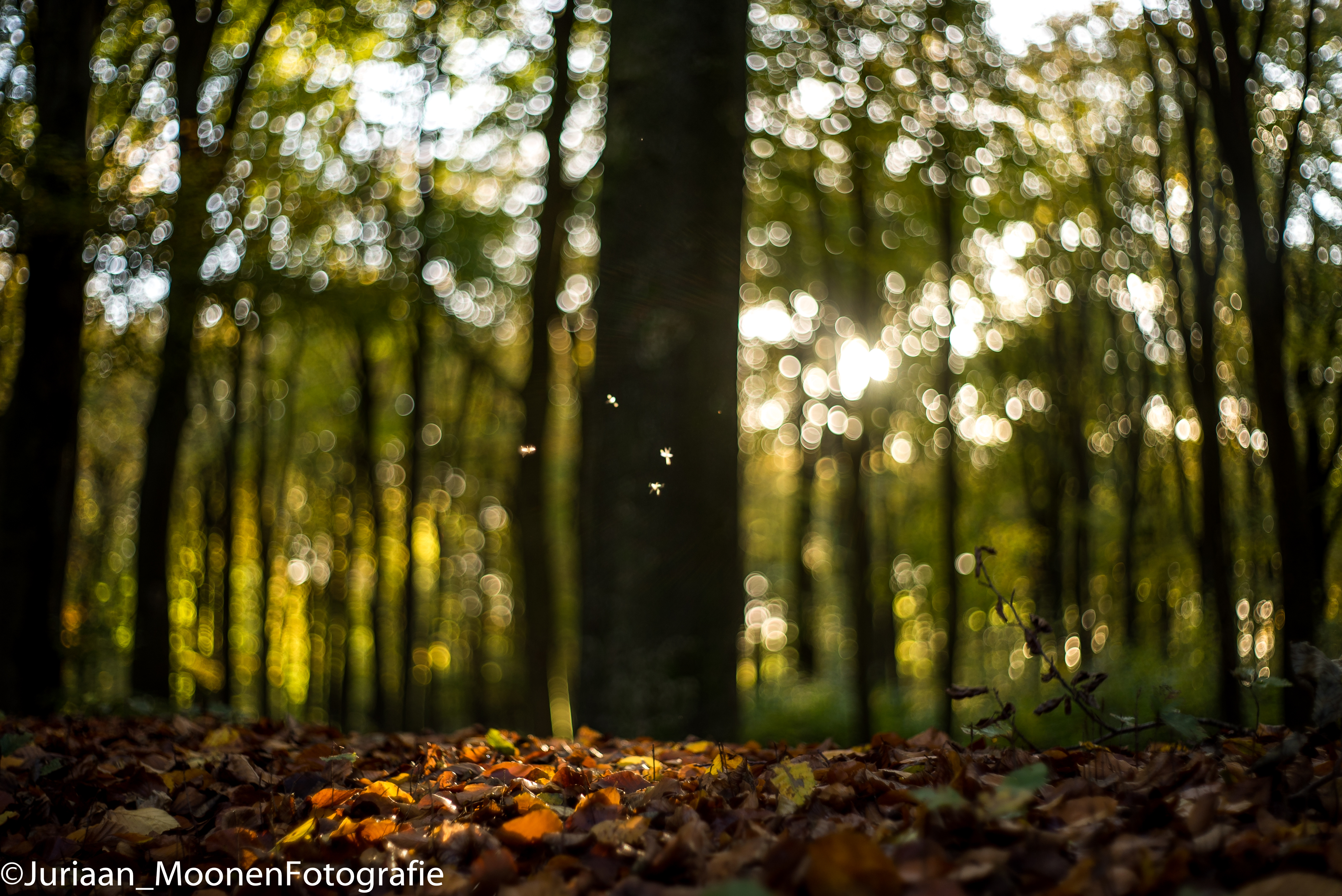 Pentacon 50/1.8 bokeh - phillipreeve.net