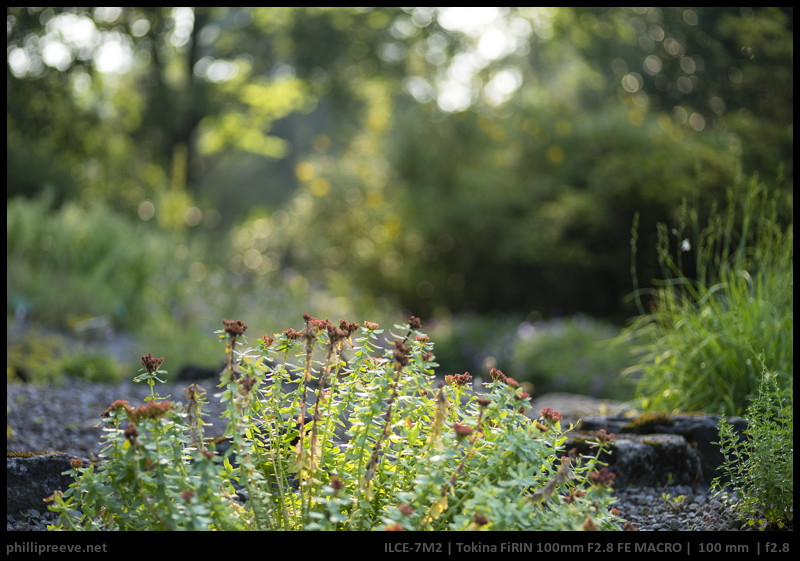 Review: Tokina FiRIN 100mm F2.8 FE Macro - phillipreeve.net