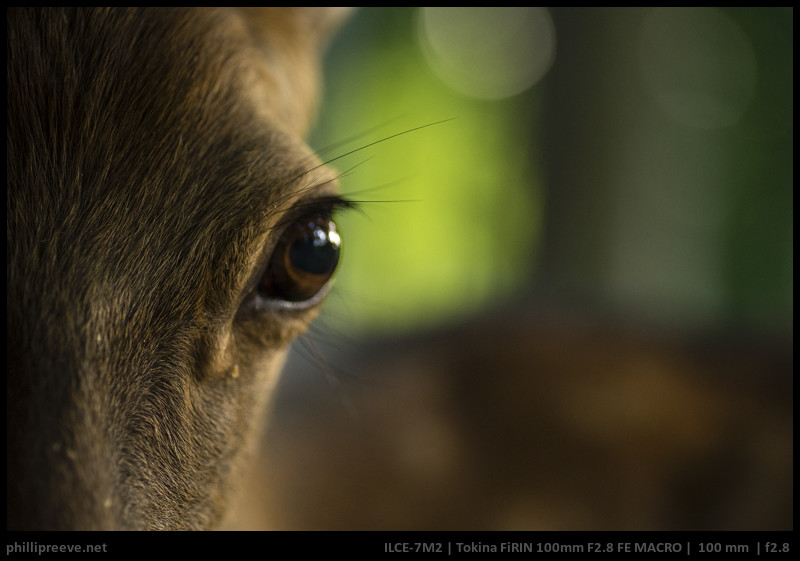 Tokina AT-X 100mm F2.8 マクロ PRO D Canon用 - レンズ(単焦点)