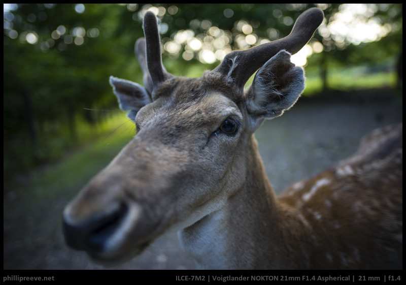 Review: Voigtlander Nokton 21mm F1.4 E - phillipreeve.net