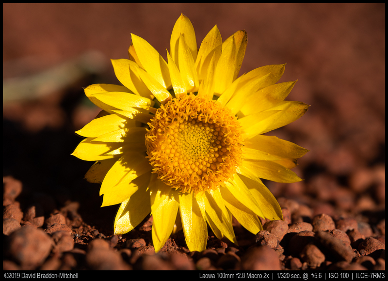 へへへへ様専用LAOWA 100mm F2.8 CA-Dreamer Macro カメラ レンズ(単