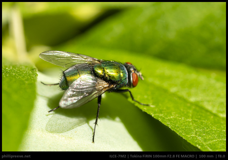 TOKINA FiRIN 100mm F2.8 FE MACRO