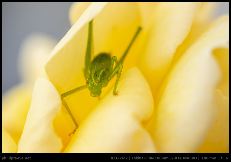 Review: Tokina FiRIN 100mm F2.8 FE Macro - phillipreeve.net