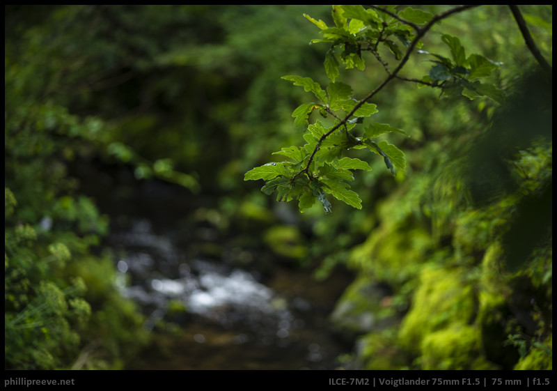 Review: Voigtlander 75mm F1.5 Nokton VM - phillipreeve.net