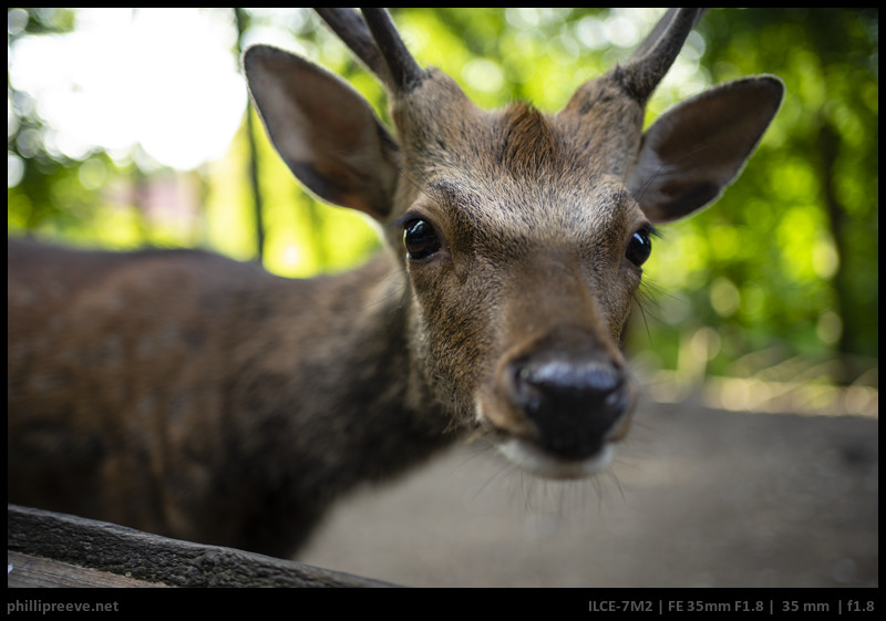 Sony E 35mm f/1.8 OSS Lens Review