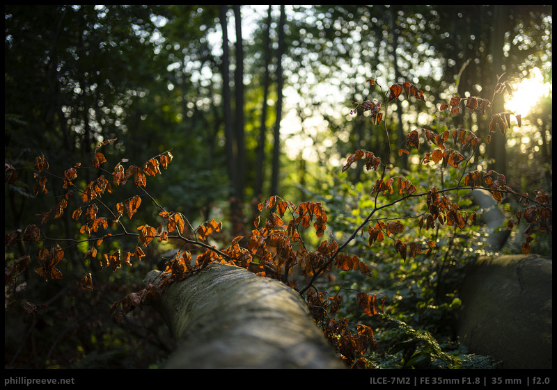 Sony 35mm f/1.8 Review