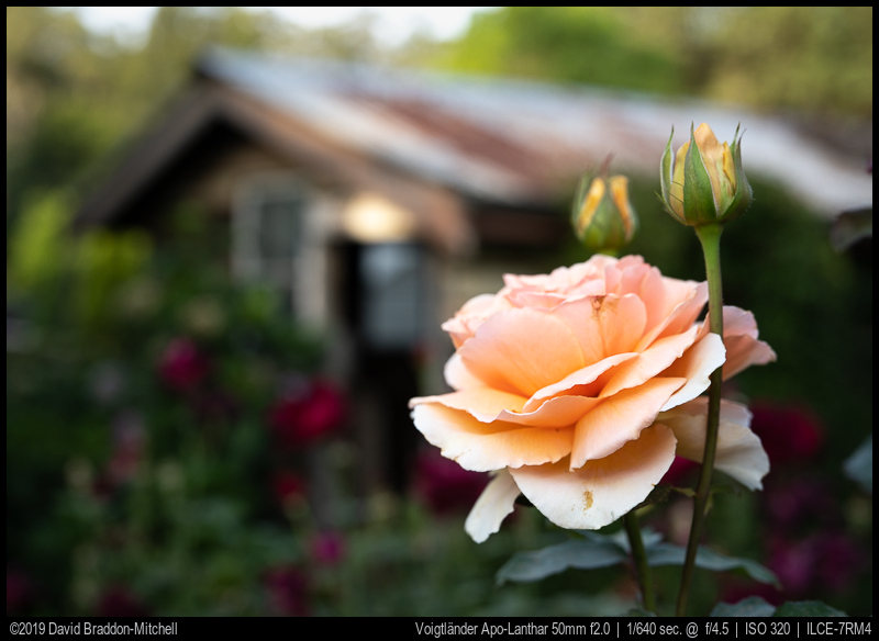 Which Sony 50mm lens  Enthusiast Photography Blog