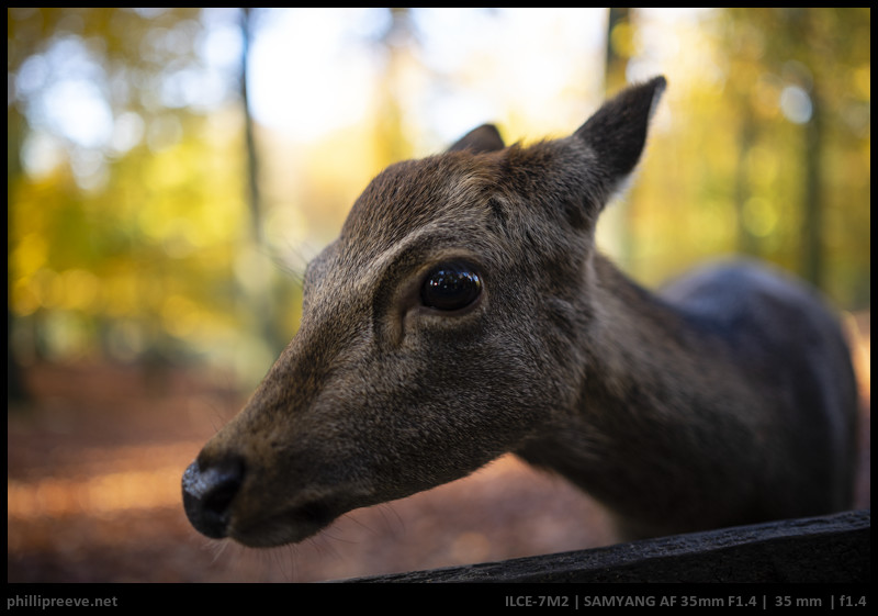 Review: Samyang AF 35/1.4 FE - High Performance with Issues ...