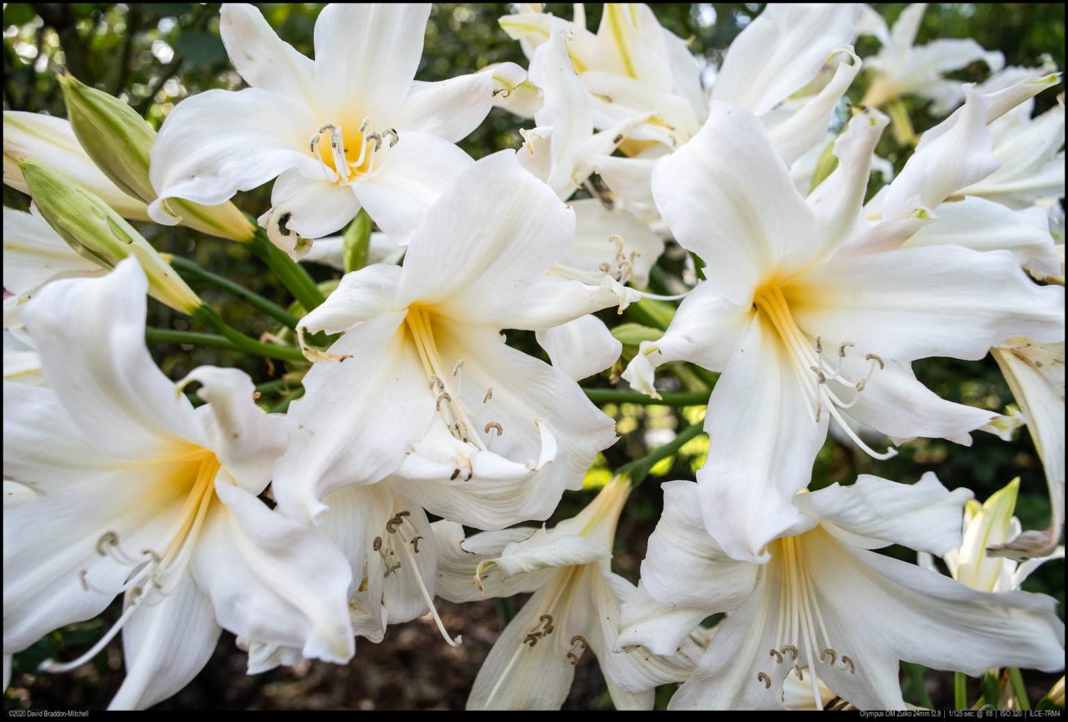 Guide to Classic Olympus OM Zuiko lenses on film and Sony Full Frame