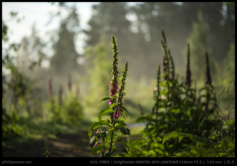 Long-Term Review: Voigtlander 110mm F2.5 APO Macro Apo-Lanthar 