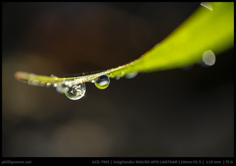 Long-Term Review: Voigtlander 110mm F2.5 APO Macro Apo-Lanthar ...