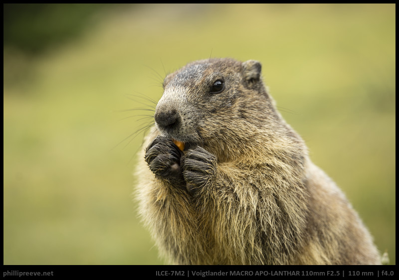 Long-Term Review: Voigtlander 110mm F2.5 APO Macro Apo-Lanthar