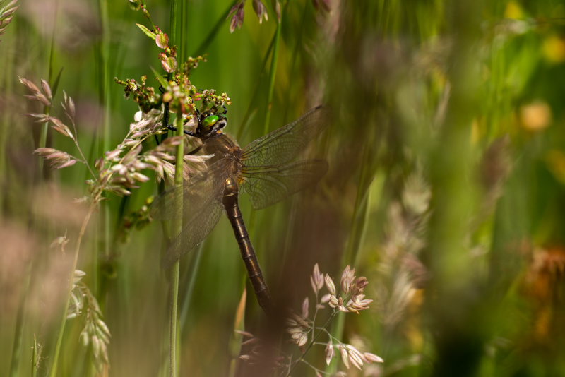 A7III and 100-400 GM - how did it come to this? — NaturePhocus