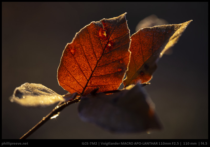 Long-Term Review: Voigtlander 110mm F2.5 APO Macro Apo-Lanthar