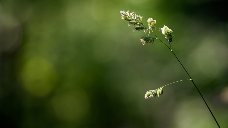 sigma 180mm 5.6 f/5.6 apo macro makro light tele lightweight small 200mm sony 42mp a7rii a7riv a7riii adapted contax review resolution sharpness contrast