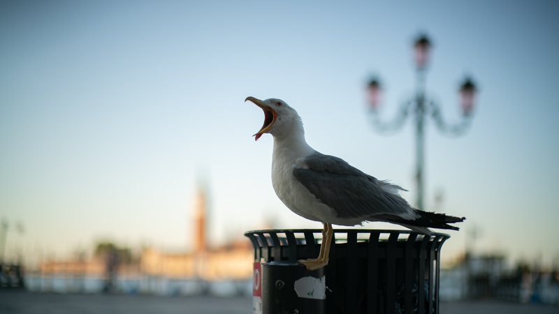 ttartisan 50mm 0.95 7artisans noctilux bokeh super fast f/0.95 portrait sharpness leica-m m10 42mp 24mp