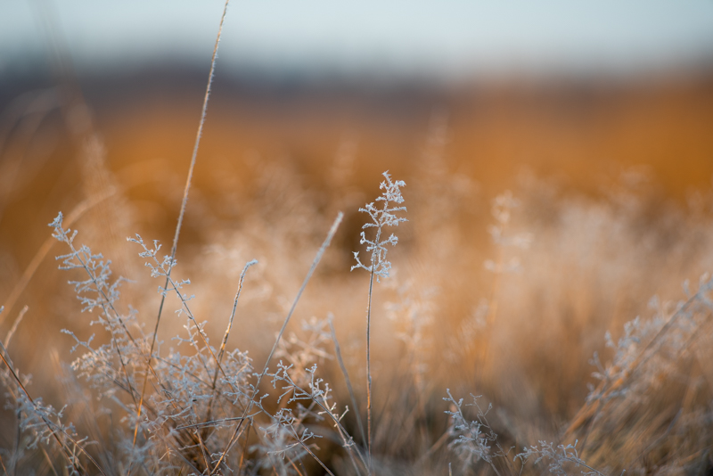 olympus zuiko 135mm f3 5