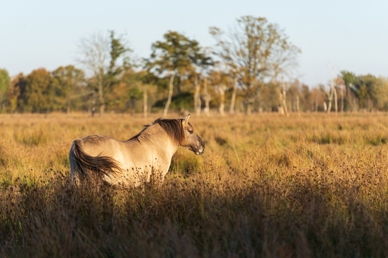 Review: Tamron 70-180mm f/2.8 Di III VXD - phillipreeve.net