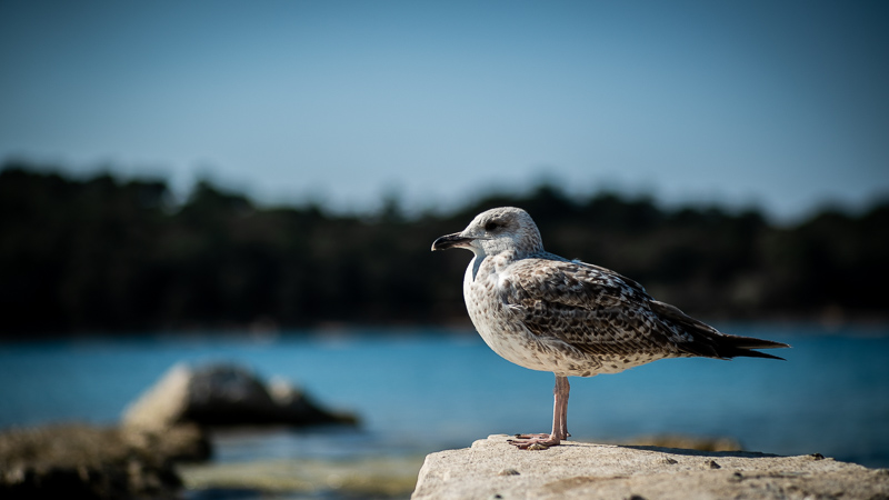 bokeh summicron 90mm 2.0 sony a7 review 42mp leica m10 24mp sharpness contrast