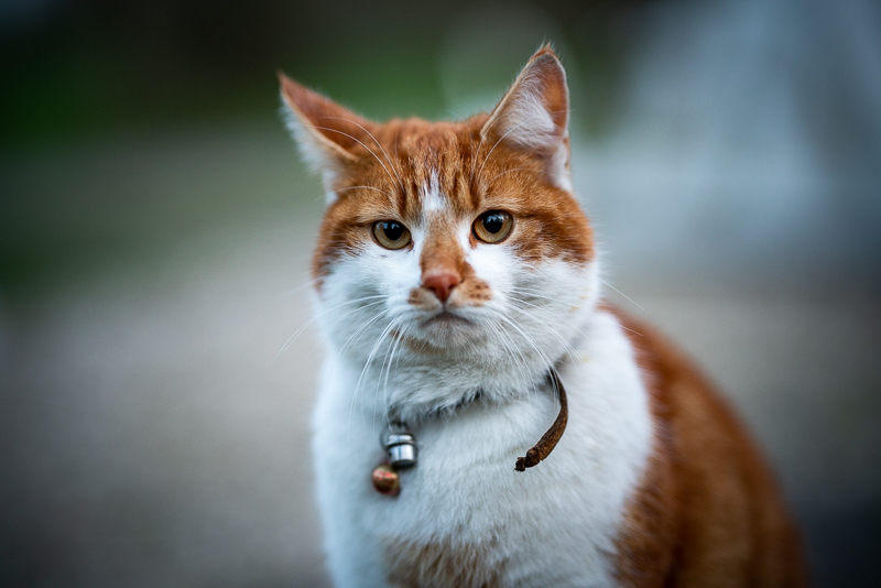 Sigma 85mm F/14 4k Portrait of a Mini Furby · Creative Fabrica