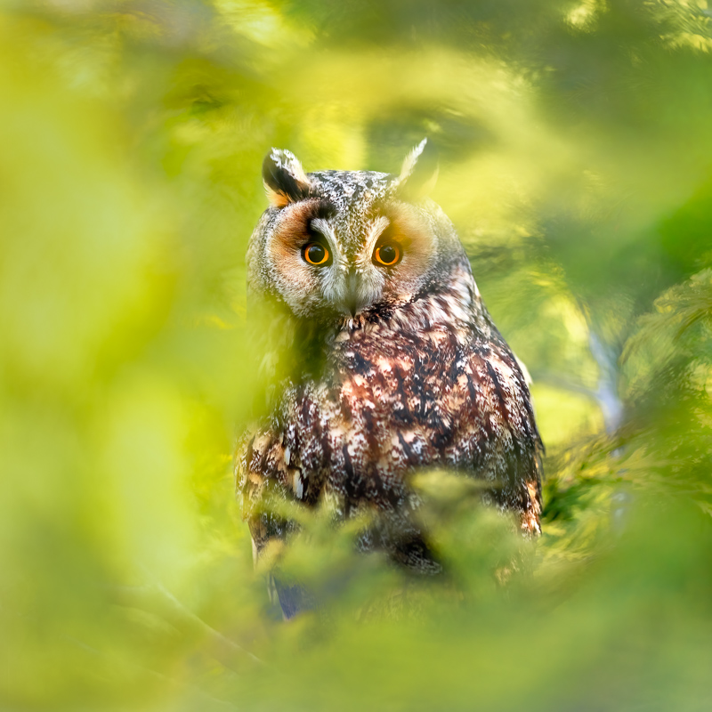 sony a9 setup for birds