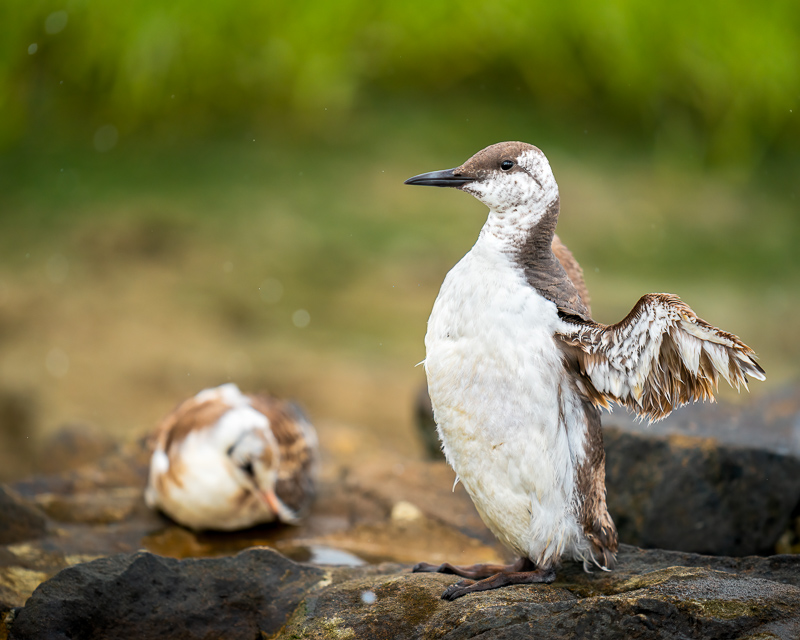 sony a9 setup for birds