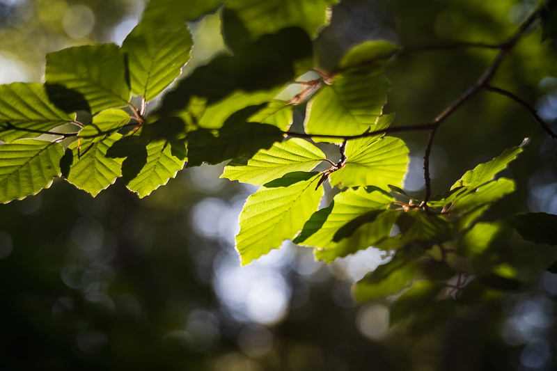 TTartisan 50mm 2.0 e-mount fe sony a7rii a7riv review comparison contrast sharpness vignetting pancake small