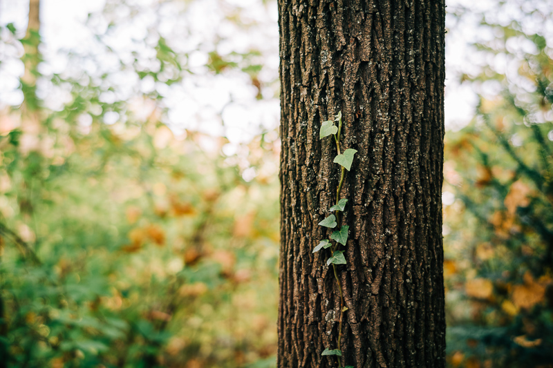 7artisans 35mm 2.0 M wen leica m10 m11 m10r m9 review sharpness contrast bokeh vignetting