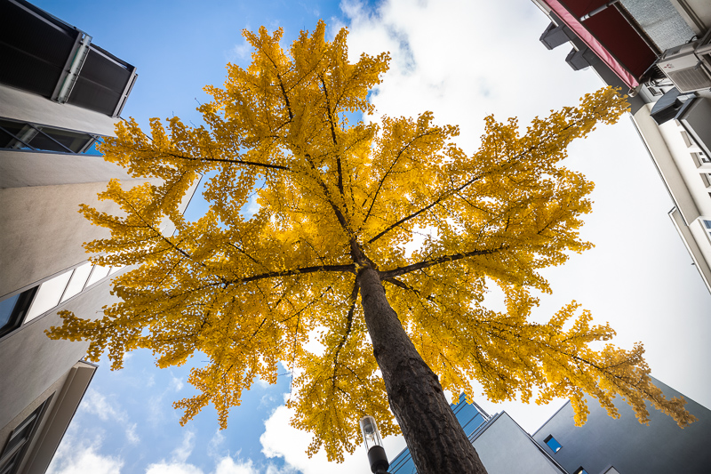 hologon leica m contax-g 16mm 8.0 8/16 center filter review sharpness leica m10 m11 sony e-mount adapter conversion sharpness distortion carl zeiss germany