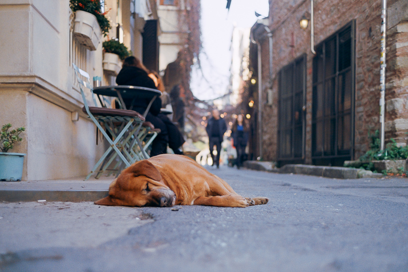 color plus 200 color+ kodak review m6 leica analogue analog