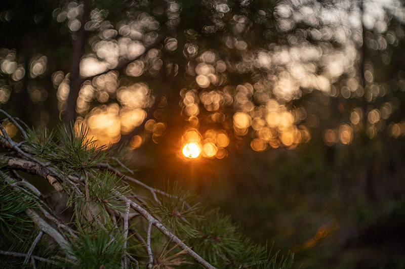 待望☆】 MEYER-OPTIK DOMIPLAN 作例有り f2.8 50mm レンズ(単焦点 ...