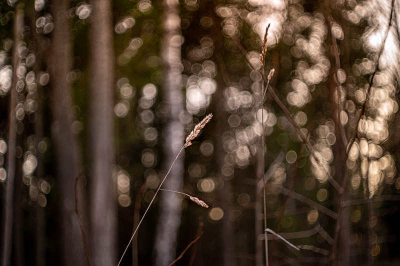 Review: Meyer-Optik Görlitz Domiplan 50mm 2.8 - phillipreeve.net