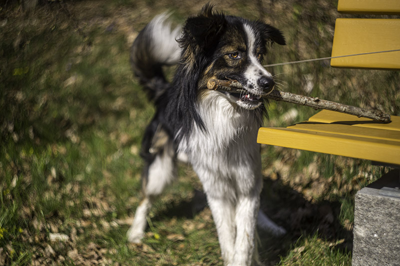 Helios 44-2 58mm f2 Review, A King Of Character