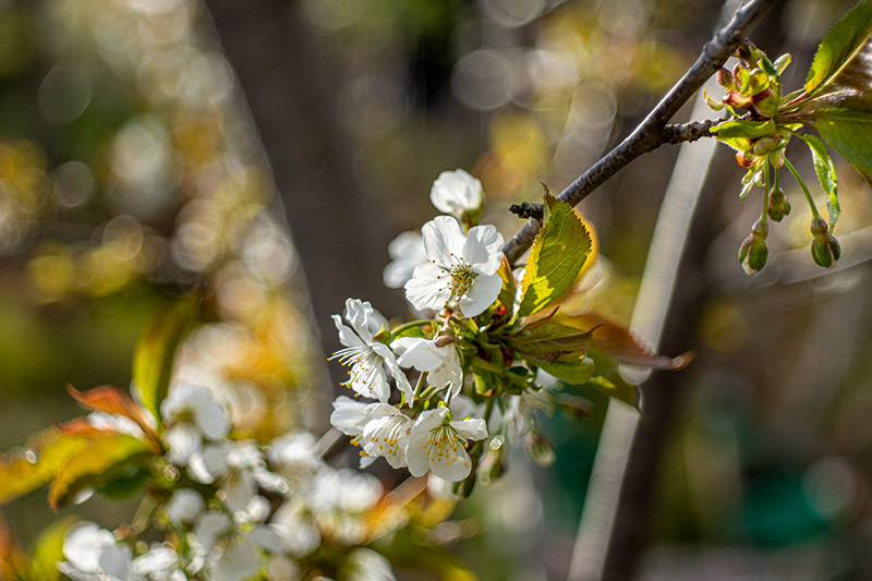 Review: Meyer-Optik Görlitz Domiplan 50mm 2.8 - phillipreeve.net