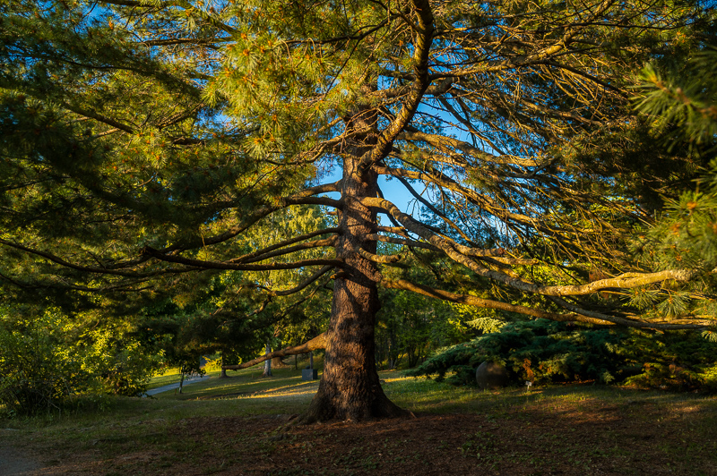 Nikon Nikkor Z 24mm S review sharpness bokeh coma vignetting 24mp nikon z6 z6ii 46mp nikon z7 z7ii Z8 Z9