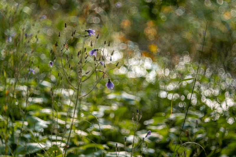 TTArtisan 100mm 2.8 Trioplan mock bubble bokeh review sharpness bokeh come vignetting 24mp 46mp nikon z6 z7 z6ii 