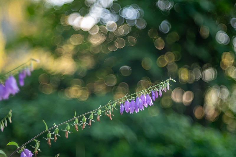 TTArtisan 100mm 2.8 Trioplan mock bubble bokeh review sharpness bokeh come vignetting 24mp 46mp nikon z6 z7 z6ii 